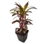 Kép 1/2 - Lobelia speciosa 'Starship Scarlet Bronze Leaf' / Piros virágszínű pompás lobélia