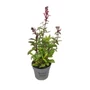 Kép 1/2 - Lobelia speciosa 'Starship Scarlet' / Piros virágszínű pompás lobélia