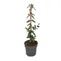 Kép 1/2 - Lonicera x brownii 'Dropmore Scarlet' / Kúszó lonc