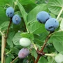 Kép 2/2 - Lonicera caerulea var. kamtschatica 'Atut' / Kamcsatkai mézbogyó