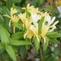 Kép 4/4 - Lonicera japonica 'Halliana' / Örökzöld Japán Lonc