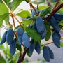 Kép 1/2 - Lonicera caerulea var. kamtschatica 'Aurora' / Kamcsatkai mézbogyó