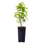 Kép 2/2 - Lonicera caerulea var. kamtschatica 'Aurora' / Kamcsatkai mézbogyó