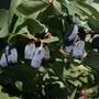 Kép 2/2 - Lonicera caerulea var. kamtschatica 'Fialka' / Kamcsatkai mézbogyó