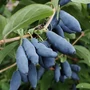 Kép 2/2 - Lonicera caerulea var. kamtschatica 'Honeybee' / Kamcsatkai mézbogyó