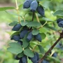 Kép 1/2 - Lonicera caerulea var. kamtschatica 'Jugana' / Kamcsatkai mézbogyó