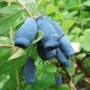 Kép 2/2 - Lonicera kamtschatica 'Morena' / Kamcsatkai mézbogyó