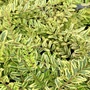Kép 2/3 - Lonicera nitida 'Lemon Beauty' / Örökzöld mirtuszlonc