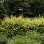 Kép 3/3 - Lonicera nitida 'Lemon Beauty' / Örökzöld mirtuszlonc