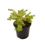 Kép 1/3 - Lonicera nitida 'Lemon Beauty' / Örökzöld mirtuszlonc