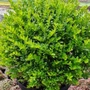 Kép 3/3 - Lonicera nitida 'Maigrün' / Terülő mirtuszlonc