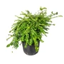 Kép 2/2 - Lonicera nitida 'Maigrün' / Terülő mirtuszlonc