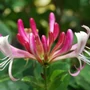 Kép 2/2 - Lonicera 'Red World' / Japán kúszólonc