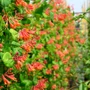 Kép 2/2 - Lonicera x brownii 'Dropmore Scarlet' / Kúszó lonc