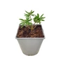 Kép 1/2 - Lupinus polyphyllus 'The Chatelaine' / Erdei csillagfürt