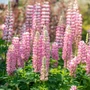 Kép 2/2 - Lupinus polyphyllus 'The Chatelaine' / Erdei csillagfürt