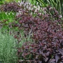 Kép 2/3 - Lysimachia ciliata 'Firecracker' / Bordó levelű lizinka