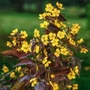 Kép 3/3 - Lysimachia ciliata 'Firecracker' / Bordó levelű lizinka