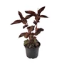 Kép 1/3 - Lysimachia ciliata 'Firecracker' / Bordó levelű lizinka