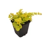 Kép 2/3 - Lysimachia nummularia 'Aurea' / Pénzlevelű lizinka