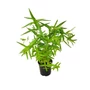 Kép 1/2 - Lythrum salicaria 'Robert' / Réti füzény