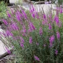 Kép 2/2 - Lythrum virgatum 'Dropmore Purple' / Vesszős füzény