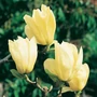 Kép 2/3 - Magnolia 'Elizabeth' / Nagyvirágú sárga liliomfa