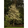 Kép 3/3 - Magnolia 'Elizabeth' / Nagyvirágú sárga liliomfa