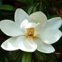 Kép 2/2 - Magnolia grandiflora 'Gallisoniensis' / Fehér virágú örökzöld liliomfa