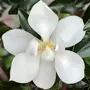Kép 2/2 - Magnolia grandiflora 'Little Gem' / Fehér virágú örökzöld liliomfa