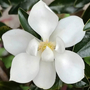 Kép 2/2 - Magnolia grandiflora 'Little Gem' / Fehér virágú örökzöld magnólia