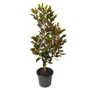 Kép 1/2 - Magnolia grandiflora 'Little Gem' / Fehér virágú örökzöld liliomfa