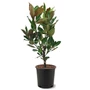 Kép 1/2 - Magnolia grandiflora 'Little Gem' / Fehér virágú örökzöld liliomfa