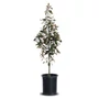 Kép 1/2 - Magnolia grandiflora 'Little Gem' (féltörzses) / Fehér virágú örökzöld liliomfa
