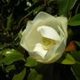 Kép 2/2 - Magnolia grandiflora 'Praecox' / Fehér virágú örökzöld liliomfa