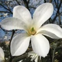 Kép 2/2 - Magnolia kobus / Japán liliomfa