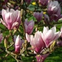 Kép 3/3 - Magnolia x soulangeana / Nagyvirágú liliomfa