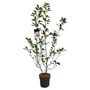 Kép 1/3 - Magnolia x soulangeana / Nagyvirágú liliomfa