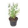 Kép 1/4 - Marrubium vulgare / Pemetefű
