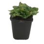 Kép 1/2 - Melissa officinalis / Citromfű