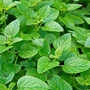 Kép 2/2 - Melissa officinalis / Citromfű