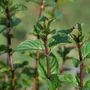 Kép 2/2 - Mentha x piperita 'Agnes' / Borsmenta