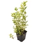 Kép 1/2 - Mentha suaveolens 'Variegata' / Almaillatú menta