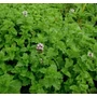Kép 3/3 - Mentha spicata 'Crispa' / Fodormenta