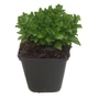 Kép 1/2 - Mentha spicata 'Moroccan' / Marokkói menta
