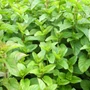 Kép 2/2 - Mentha x piperita 'Mandarin Mint' / Mandarin menta