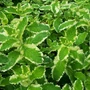 Kép 2/2 - Mentha x piperita 'Ananasa' / Ananász illatú menta