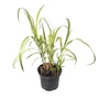 Kép 1/2 - Miscanthus sinensis 'Cabaret' / Molnárpántlika