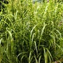 Kép 2/2 - Miscanthus sinensis 'Gold Breeze' / Kínai virágosnád