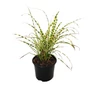 Kép 1/2 - Miscanthus sinensis 'Gold Breeze' / Kínai virágosnád